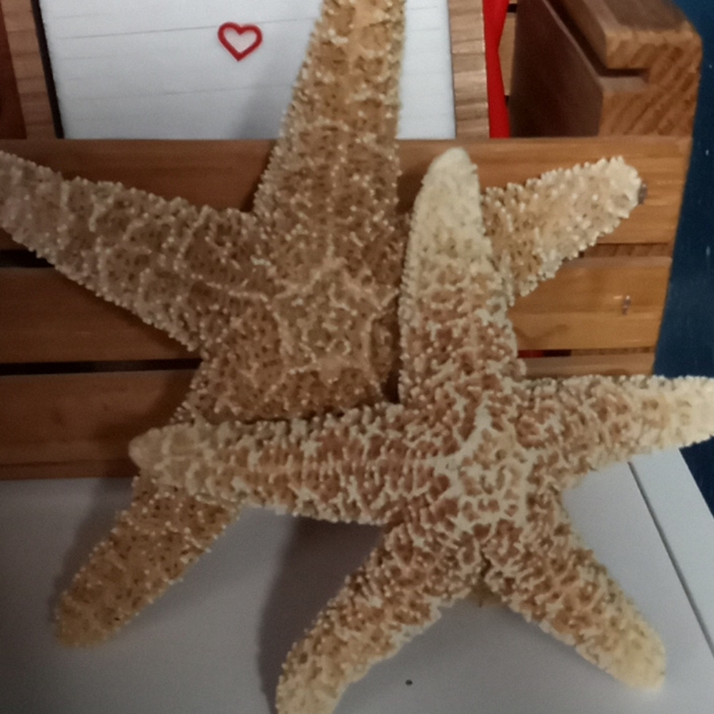 Bundle Ocean Decorations - Picture 6 of 6
